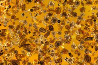 Foraminifera