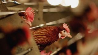 Chicken for poultry