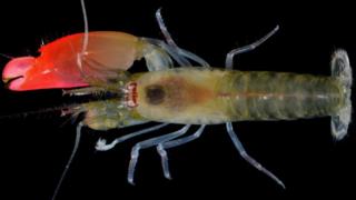 Synalpheus pinkfloydi