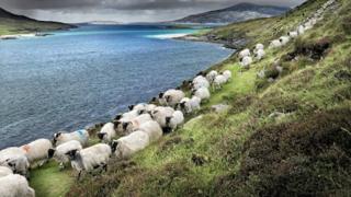 Caoraich gan trusadh sna Hearadh