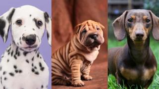 Dalmatian puppy, Shar pei puppy, dachshund.