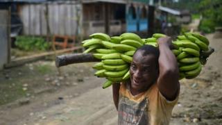 Bananero colombiano