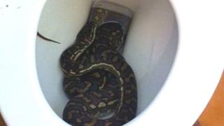Serpente em privada