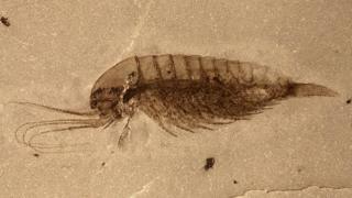 A Leanchoiliid - a type of arthropod - with its appendages intact
