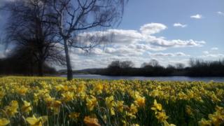 Daffodils waving in the wind at Victoria Embankment by the River Trent in Nottingham