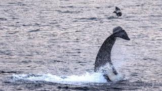 Killer whale flips seal