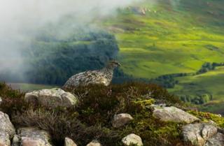 Ptarmigan on Schiellion