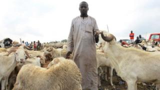 in_pictures A vendor pose for photo as he displayed rams for sale at a cattle market in Kara Isheri in the state Ogun State, southwest Nigeria, ahead of Muslim festival of Eid al-Adha on July 29, 2020. Nigeria President, Muhammadu Buhari on Wednesday imposed tight movement restrictions across the country in order to stop the spread of COVID-19 coronavirus disease, he will be observe this years Eid-el-Kabir prayers with his family members within the Presidential Villa, Abuja. Before the COVID-19 pandemic, Buhari usually joins Muslims for Eid prayers in any of the prayer grounds in Abuja whenever he does not travel to his home town, Daura in Katsina State for the festivals. He also advised Where small groups choose to hold the Eid together, face masks are absolutely necessary, as is social distancing. Advisedly, such prayers should hold outdoors and worshippers are encouraged to bring their own prayer mats.