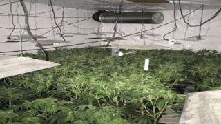 Cannabis found in suspected factory in Castlereagh, Belfast