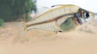 চান্দা মাছ