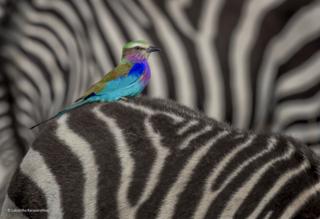A lilac-breasted roller on the back of a zebra.