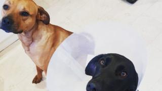 Cleo (left) and Cobi