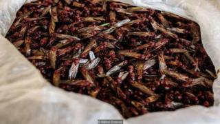Una pila de hormigas chicatanas