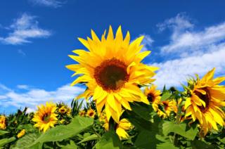 Sunflowers in a field