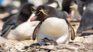 A rockhopper penguin brooding its chick on Sea Lion Island in the Falklands