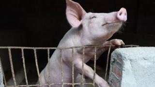 A pig in a hog pen in Linquan county in central China's Anhui province