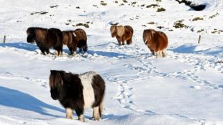 Shetland ponies stand in a snow-covered field on a hillside near Scalloway, Shetland Islands on January 30, 2019