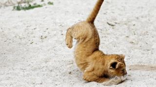 Barbary lion cub jumps inside its enclosure
