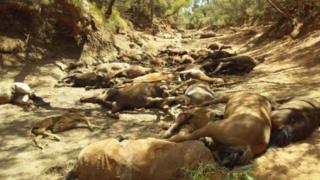 The bodies of many wild horses in a dried-up waterhole near Alice Springs
