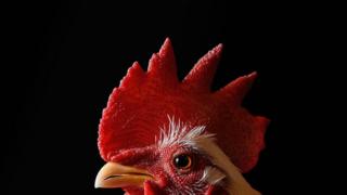 Un gallo