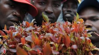 Khat