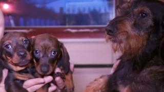 Dogs seized in raids