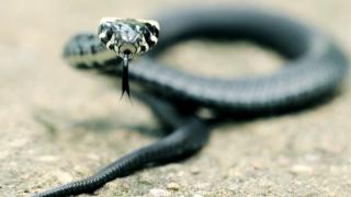 Snake.