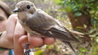 pied flycatcher perched on researcher's hand