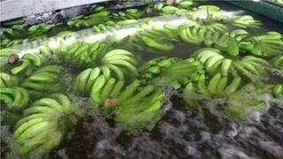 La banane, nouveau moteur de l'économie angolaise ?