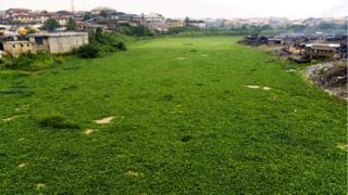 river covered in water hyacinth as far as the eye can see