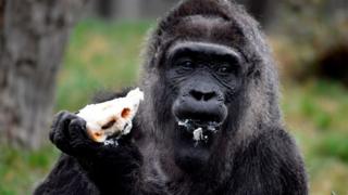 Gorilla dey chop