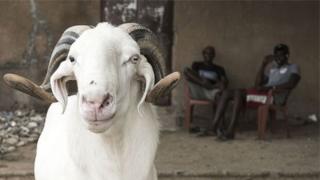 Ku munsi wa Eid, muri Niger bita "Tabaski", abategetsi barateganya ko intama zigera hafi ku bihumbi 400 zizatangwaho igitambo mu murwa mukuru Niamey honyine