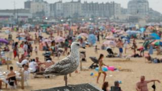 Eine Möwe ist abgebildet, während die Menschen das heiße Wetter am Strand von Margate genießen