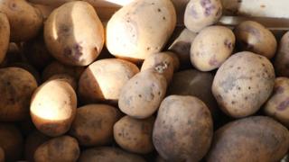 Des pommes de terre de Versailles. Louis XIV avait fait aménager un énorme potager pour la culture de la pomme de terre.
