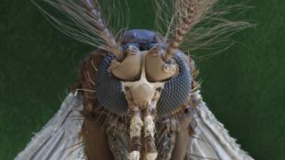 Scan of Aedes mosquito that can carry Zika