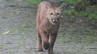 Onça-parda em rua de Petrópolis