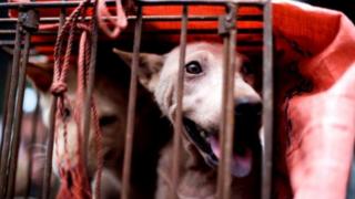 Marufuku ya uuzaji wa nyama ya mbwa yazuia wasiwasi katika hafla ya Yulin China