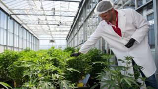 Plantas de marihuana.