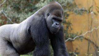 Cross River silverback gorilla