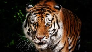 Tigre en India