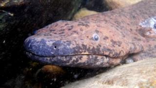 Salandra gigante del sur de China