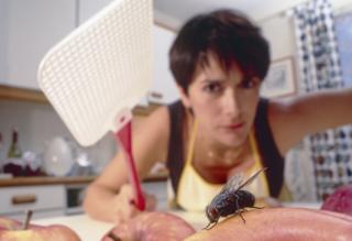 Mosca y en el fondo mujer con un matamoscas en la mano, al acecho.