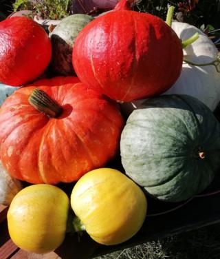 pumpkins