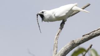 Araponga-da-amazônia com bico aberto em um galho