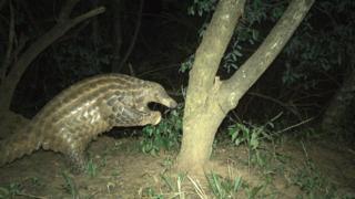 The rare giant pangolin is being studied to boost its survival chances