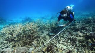 Severe coral bleaching on Australia's Great Barrier Reef
