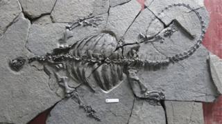 Ancient fossil turtle