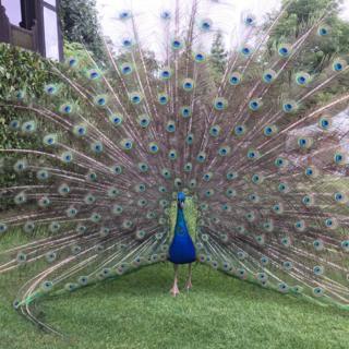 Peacock showing its feathers