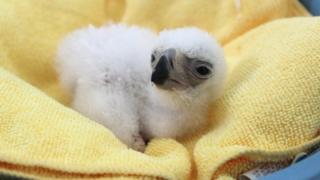 The newborn eagle chick