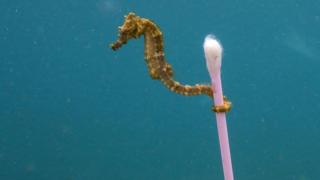 El caballito de mar sujetándose a un bastoncillo de algodón para las orejas.